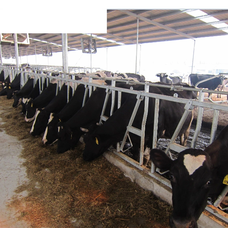 Hot DIP Galvanized Customizable Cattle Farm Equipment Livestock Cage